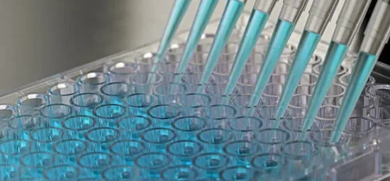 Adding samples to a 96 well plate using a multi-channel pipettor in a biosafety cabinet.